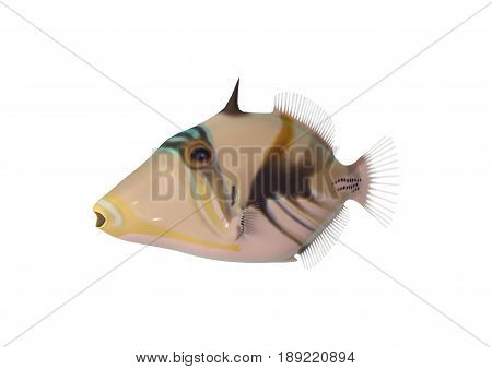 3D Rendering Reef Triggerfish On White