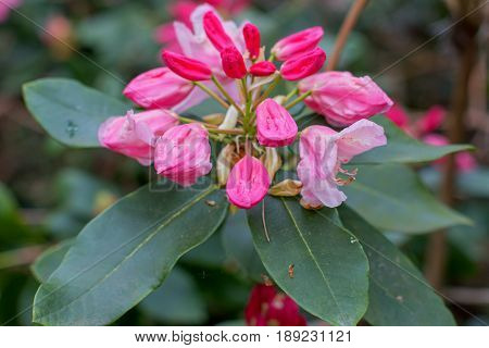 Rhododendron beautiful flower. Latvian University Rhododendron nursery 