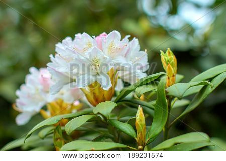 Rhododendron beautiful flower. Latvian University Rhododendron nursery 