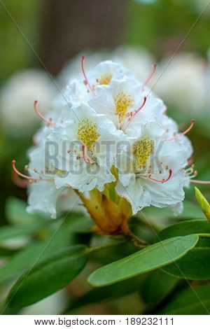 Rhododendron beautiful flower. Latvian University Rhododendron nursery 