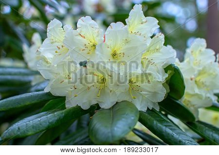 Rhododendron beautiful flower. Latvian University Rhododendron nursery 