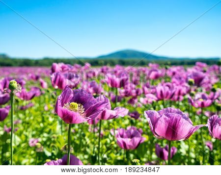 Summer landscape with poppy flowers papaver somniferum violet poppy heads color field with purple flowers