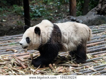 giant panda eating bamboo in chengdu wild zoo  