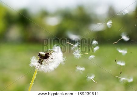 Dandelion On The Wind. Dandelion Fluff. Dandelion Tranquil Abstract Closeup Art Background.