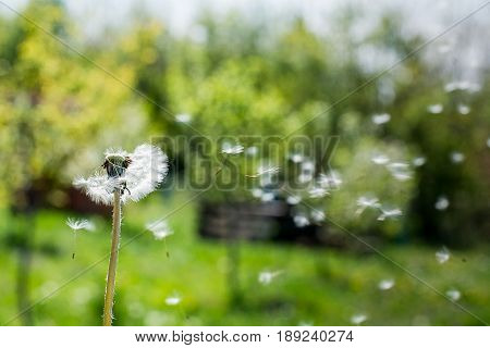 Dandelion On The Wind. Dandelion Fluff. Dandelion Tranquil Abstract Closeup Art Background.