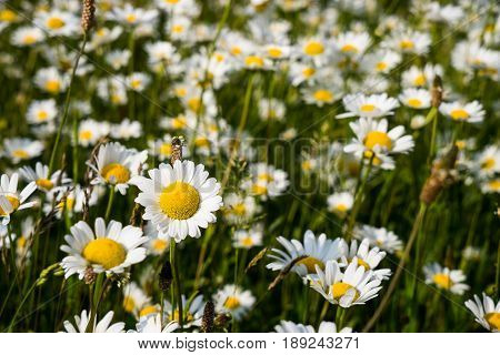 Beautiful white carpet from moonflowers, daisy flowers detail