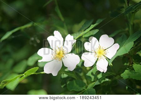 two white wild rose blossoms green background