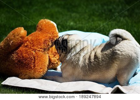 A pug dog outdoors in a garden. Pug playing with toy. cute fat good pug dog