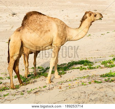 In Oman Empty Quarter Of Desert A Free Dromedary Near The  Sea
