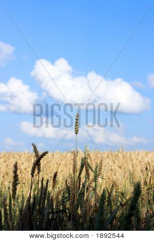 Wheatenculms
