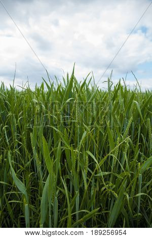 A Young Wheat Field Still Green In The French Countryside