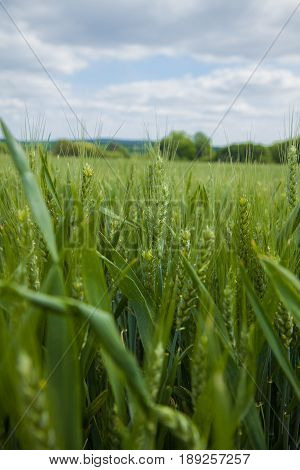 A Young Wheat Field Still Green In The French Countryside