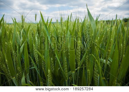 A Young Wheat Field Still Green In The French Countryside