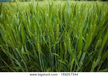 A Young Wheat Field Still Green In The French Countryside