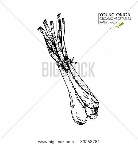 Vector hand drawn set of farm vegetables. Isolated srouting onion. Engraved art. Organic sketched vegetarian objects. Use for restaurant menu grocery market store party meal