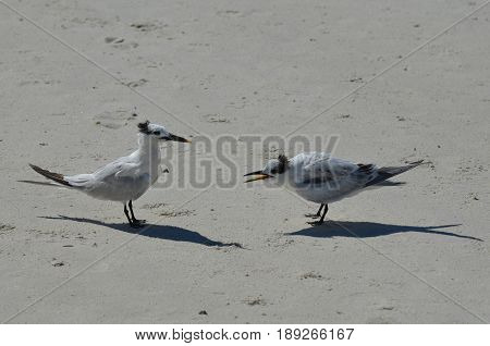 Sandwich terns fighting on the sandy beach in Florida.