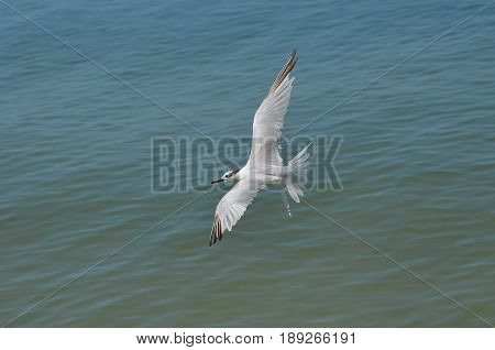 Flying sandwich tern with his wings extended in flight in Florida.