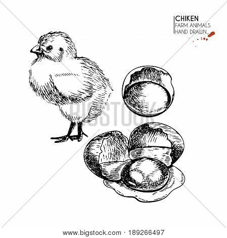 Vector hand drawn set of farm animals. Isolated baby chicken and scrumbled eggs. Engraved art. Organic sketched farming birds. Use for restaurant, menu, grocery, market, store, party, meal