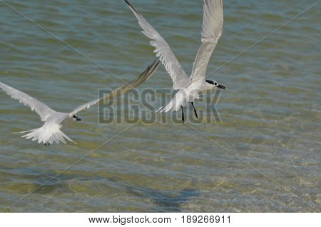 Sandwich tern birds with his wings spread over the ocean.