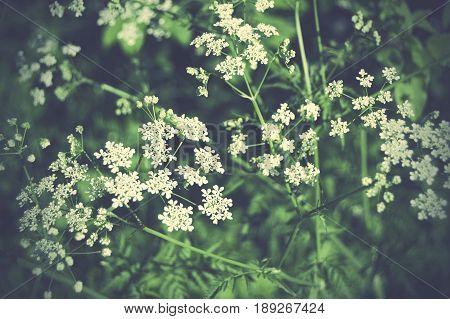 Beautiful elder plants in Sweden during summer.