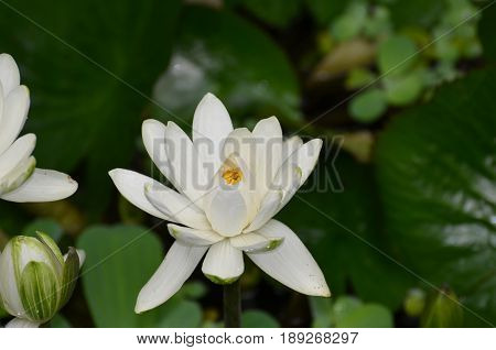 Water garden with a blooming white lotus flower.
