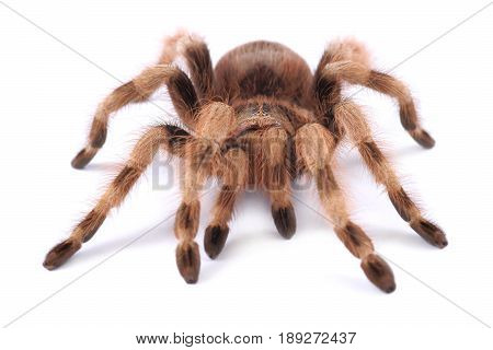 Tarantula spider female (Nhandu coloratovilosum) on a white background