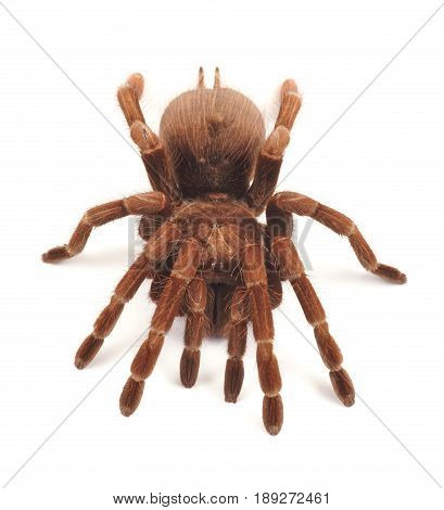 Tarantula spider female (Theraphosa blondi) on a white background