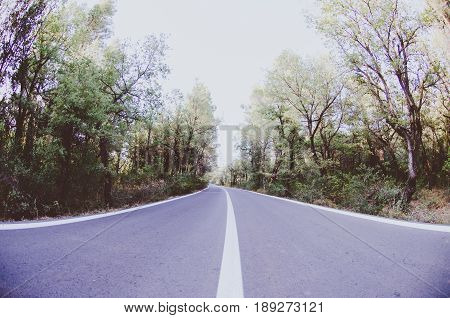 forest empty road trees line in middle, athens parnitha mountain