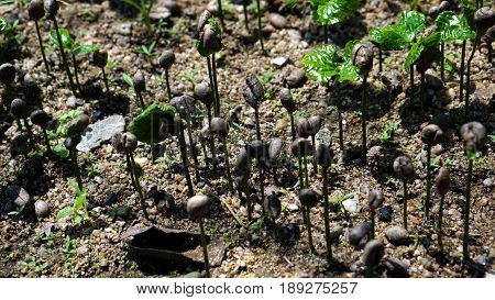 Coffee bean sprouts. Arabica and Robusta coffee trees, coffee plantation.