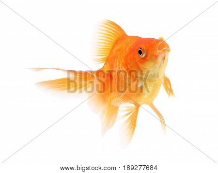 Goldfish , fish on a white background