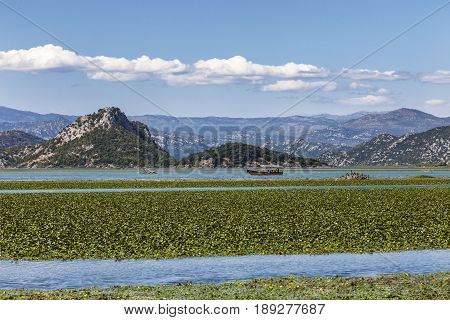 Water lilies carpeting Lake Skadar, Montenegro in summer