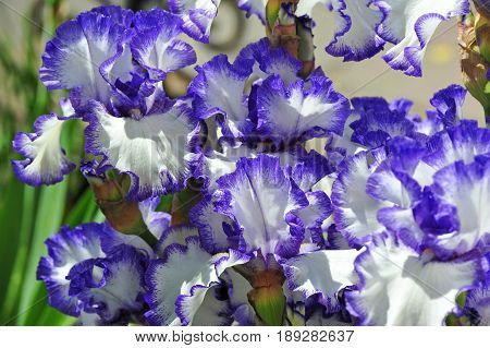 Balmy Iris Flower
