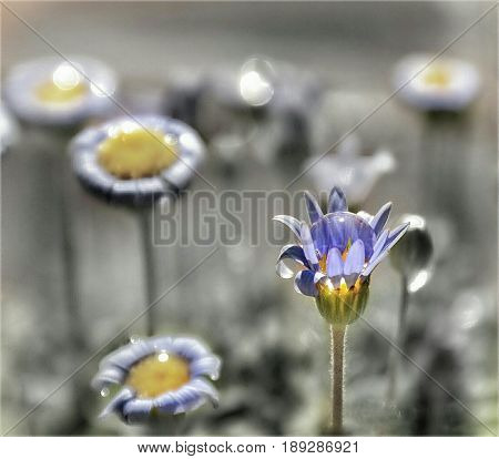 Detail of a blue daisy flower with a drop of water inside