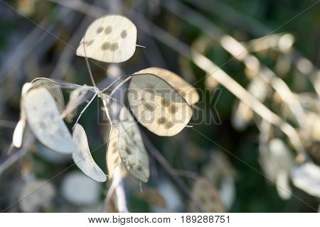 Lunaria's Flower