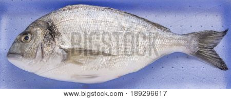 Dorado, Sparus, Bream Fish, Mediterranean Diet