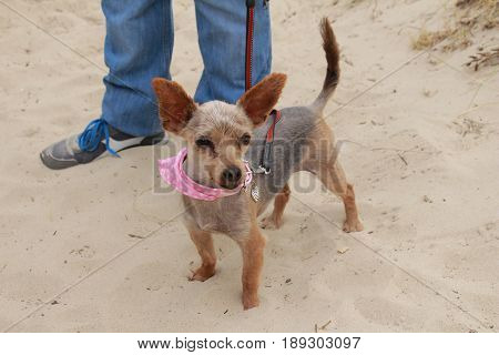 Small yorskhire crossed dog standing next to his master