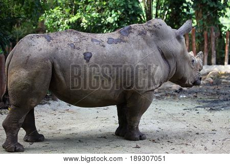 Big rhinoceros posing on camera Singapore south east asia