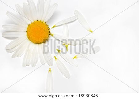 Chamomile Or Camomile Flowers Isolated On White Background