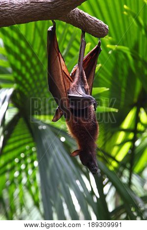 Bat is hanging on a tree branch Singapore southeast asia