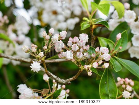 Cluster of mountain laurel, rhododendron buds pale pink and white about to bloom