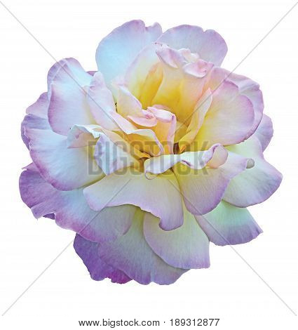 Flower of rose Gloria Dei isolated on white