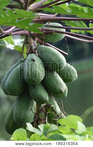 Tropical papaya fruit grows on a tree Singapore southeast Asia