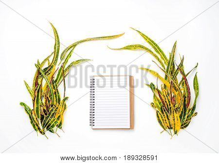 frame with Codiaeum variegatum (L.) Blume isolated on white background. flat lay overhead view