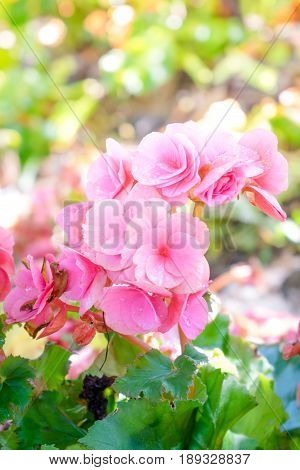 Numerous Bright Flowers Of Tuberous Begonias (begonia Tuberhybrida) In Garden