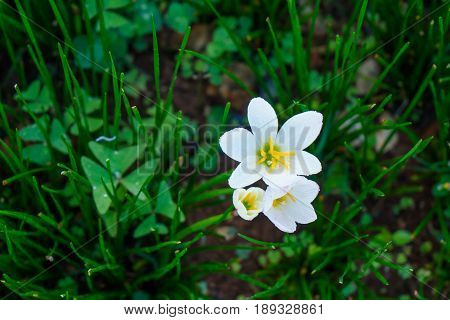 Beautiful Rain Lily Flower. Zephyranthes Lily ,fairy Lily, Little Witches.