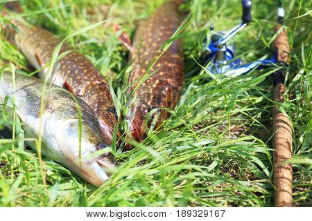 Fishing Background