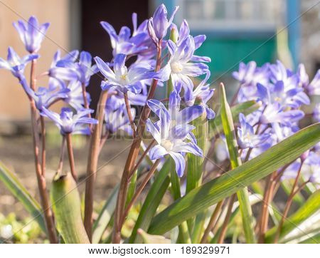 Beautiful Fresh Blue Spring Flowers