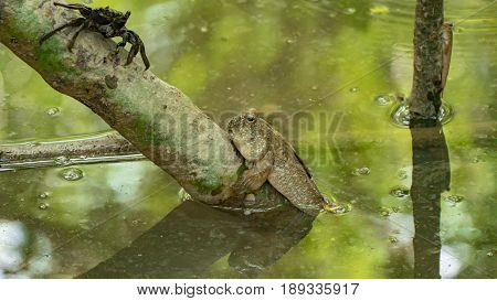 Amphibious Fish In Mangrove Forest South Of Thailand