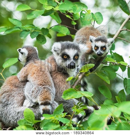Portrait of  lemur katta (Lemur catta) on a tree with two cubs