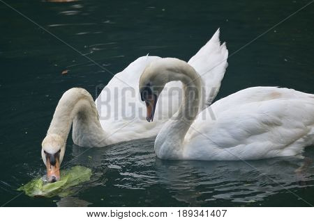 Pair of swans eating vegetation in a pond.